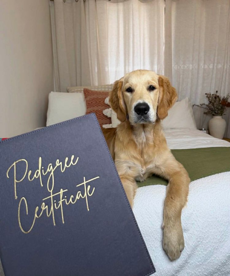 Certificate and golden retriever companion
