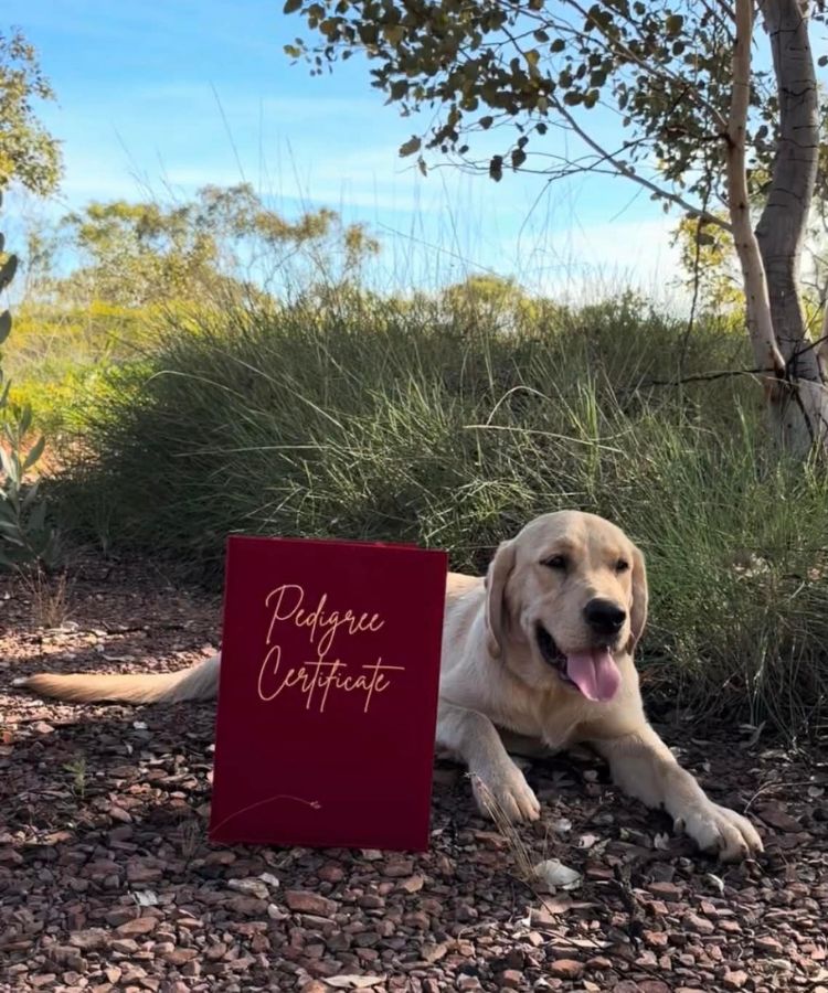 Dog lying on the ground with a 'Pedigree Certificate' sign in front of a natural background