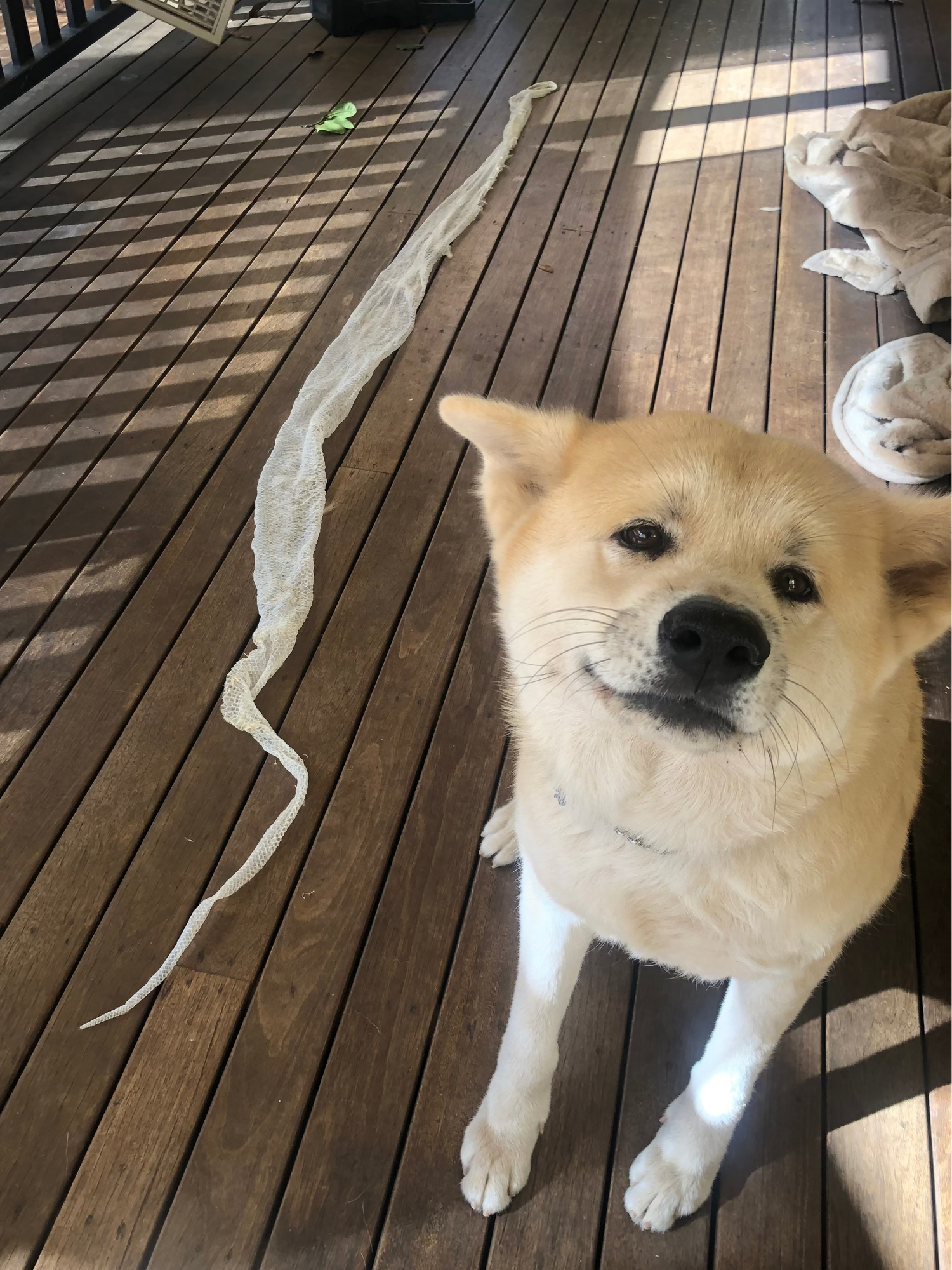 Heritage Holders was born from the love of a Japanese Akita named Kazumi. Discover Kelly's story and why she created beautiful document holders for the moments that matter most.