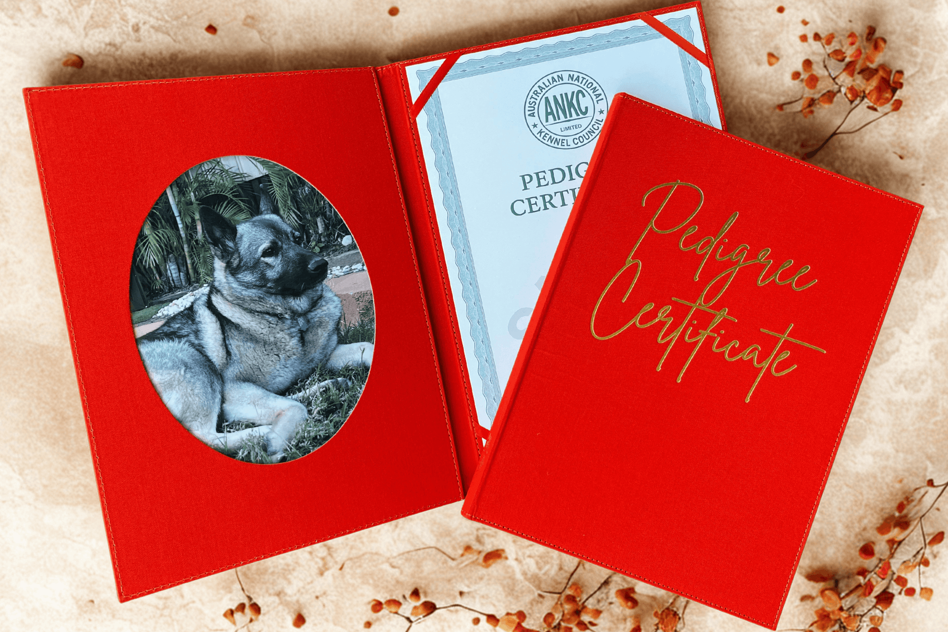 orange pedigree certificate holder with a dog photo and ANKC pedigree certificate inside, on a textured surface.