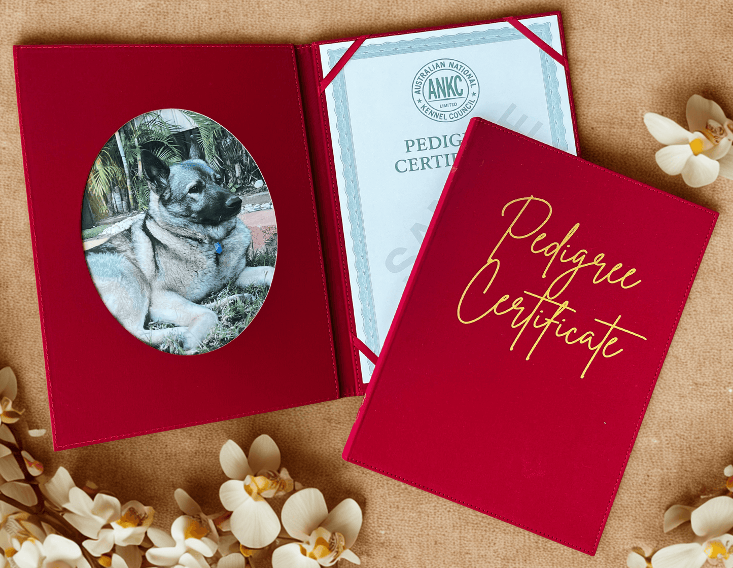Red pedigree certificate holder with a dog photo and ANKC pedigree certificate on a textured surface.